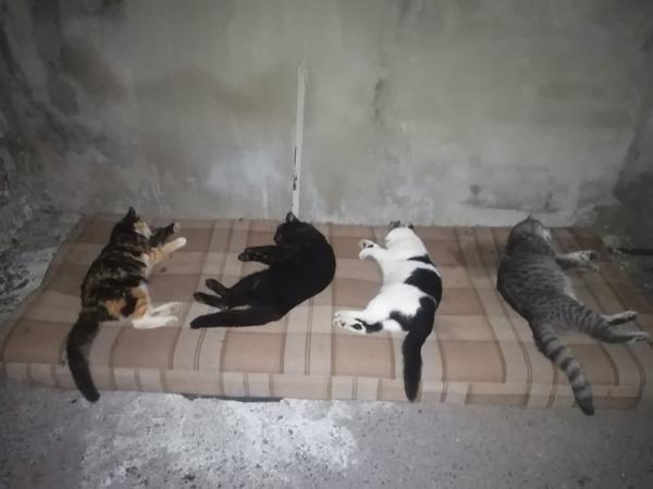 В Батайске неизвестные отравили четырех котов