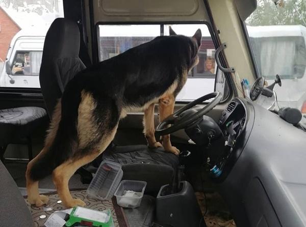 В Ростовской области собака «взяла в заложники» маршрутку с пассажирами