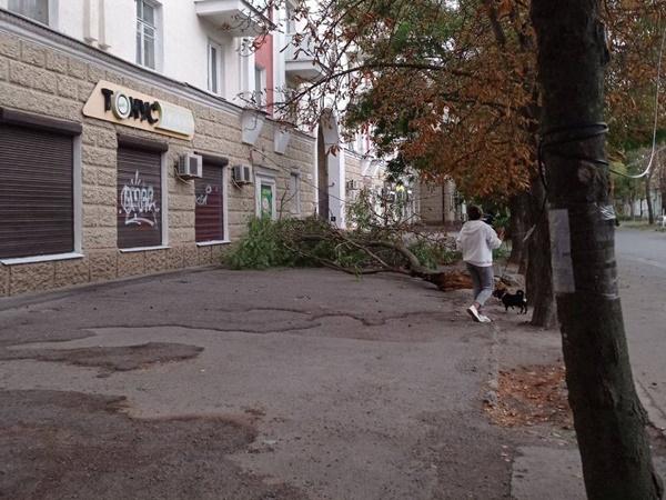 Штормовой ветер в Ростовской области повалил десятки деревьев
