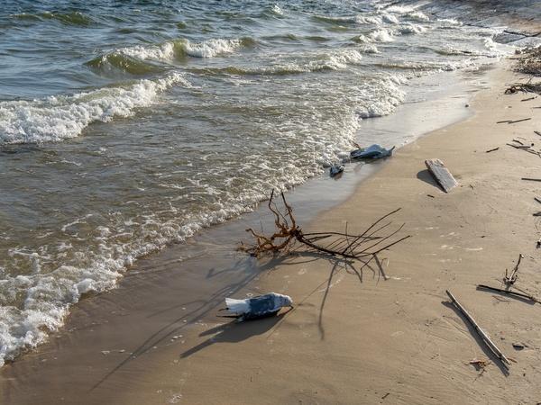 На берегу Цимлянского водохранилища обнаружили десятки мертвых птиц