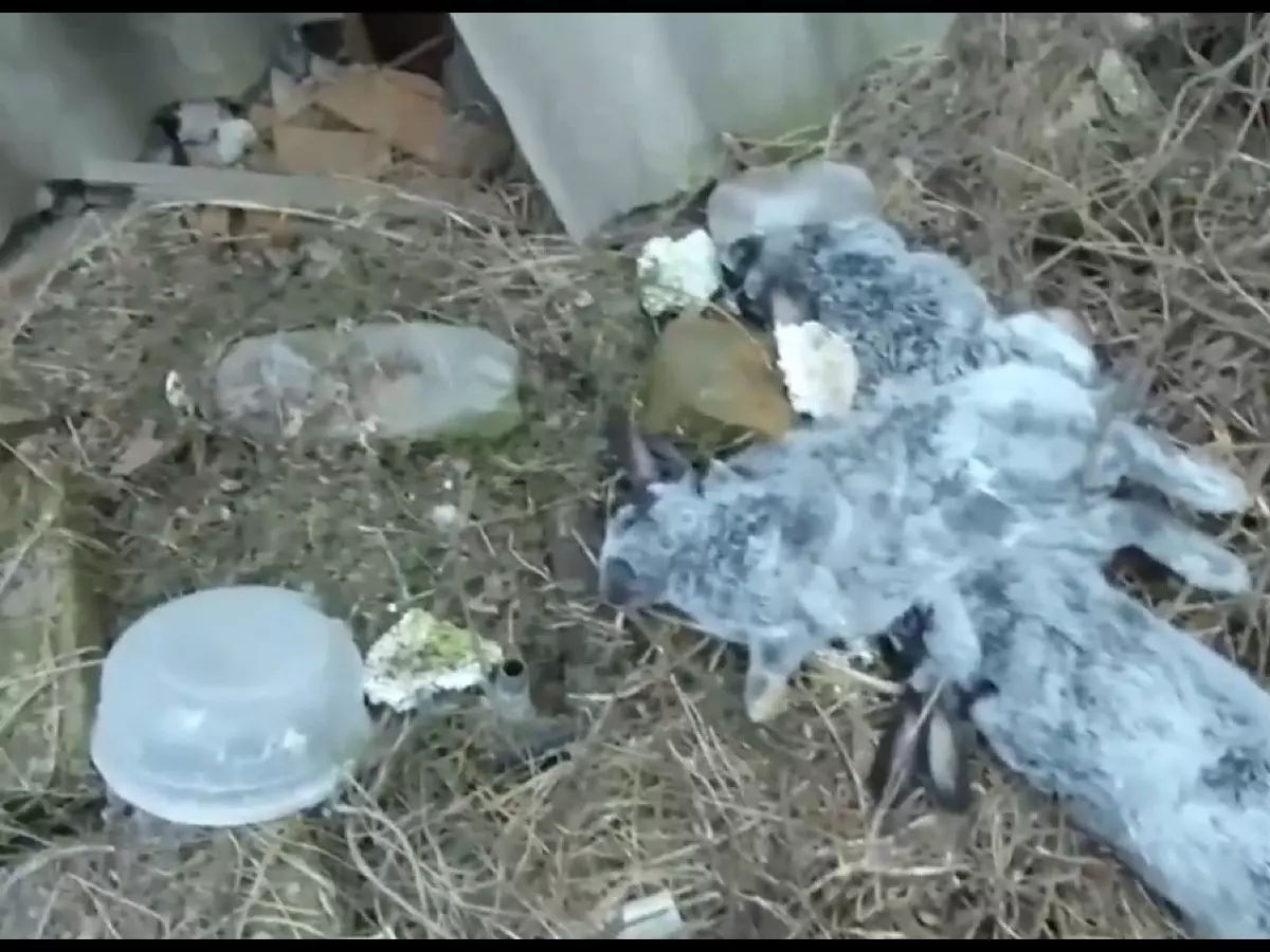 В Ростовской области бродячие собаки загрызли домашних кроликов