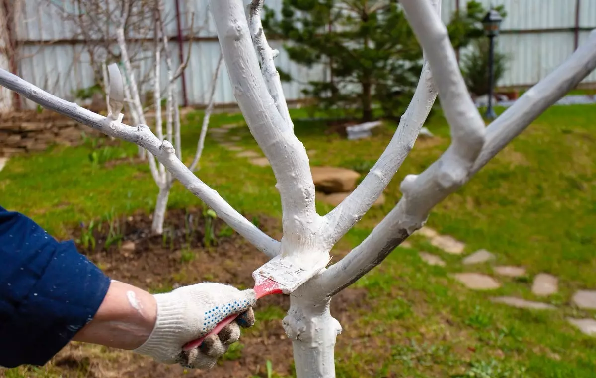 Победительница проекта «Четыре дачи» рассказала, как правильно белить деревья