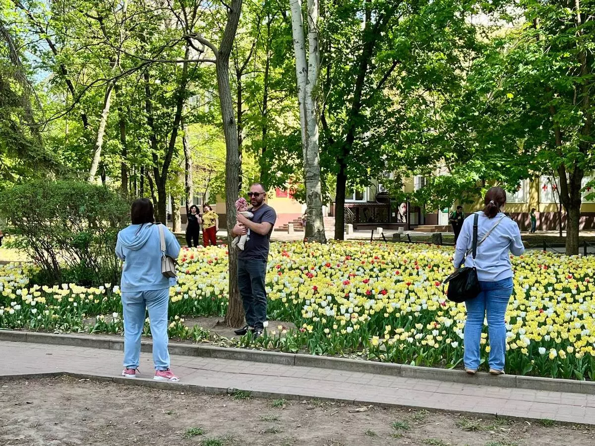 В Ростове-на-Дону улица Пушкинская зацвела тысячами тюльпанов: фоторепортаж