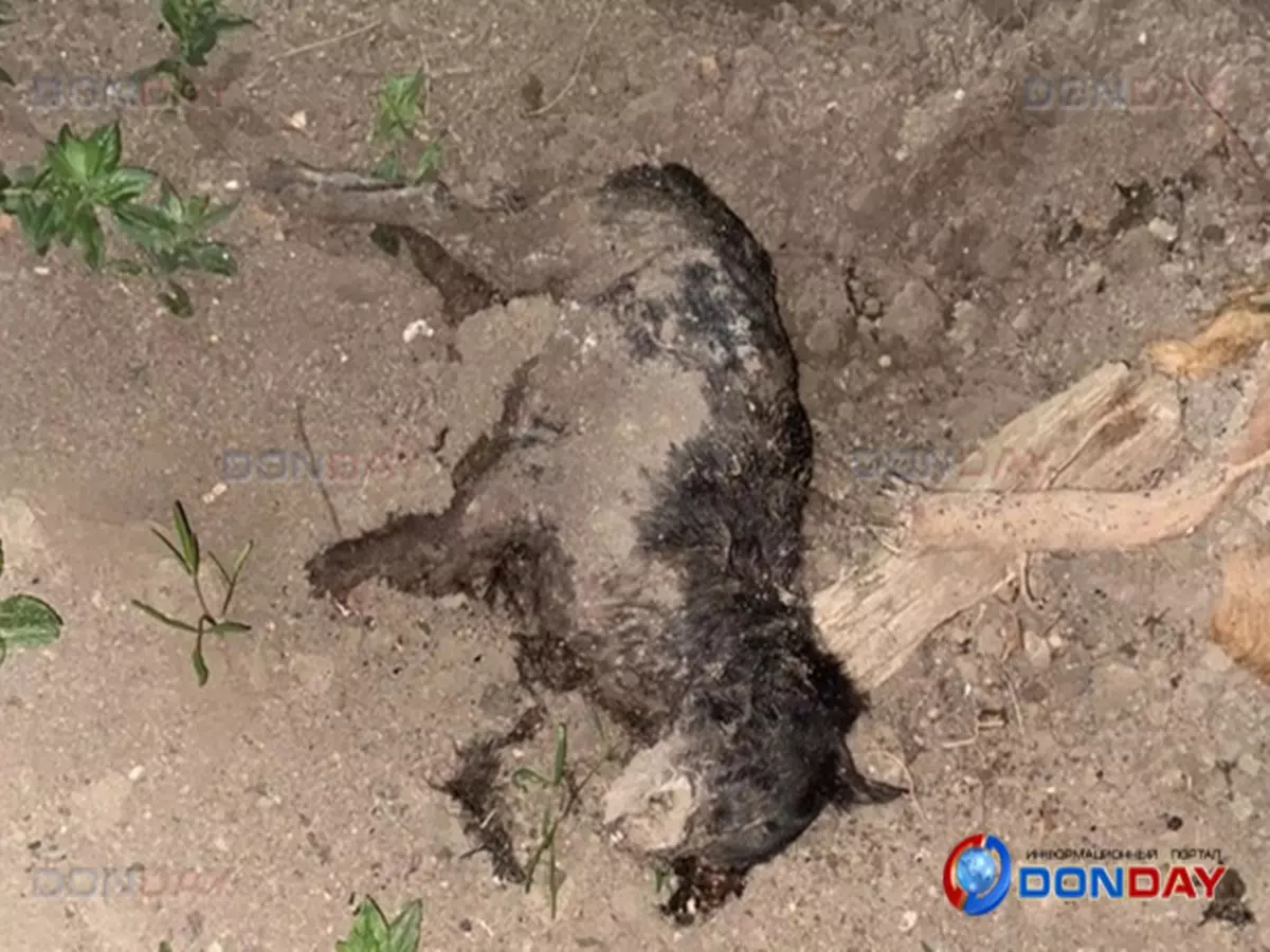 Десятки мертвых собак нашли рядом с центром содержания животных под Таганрогом