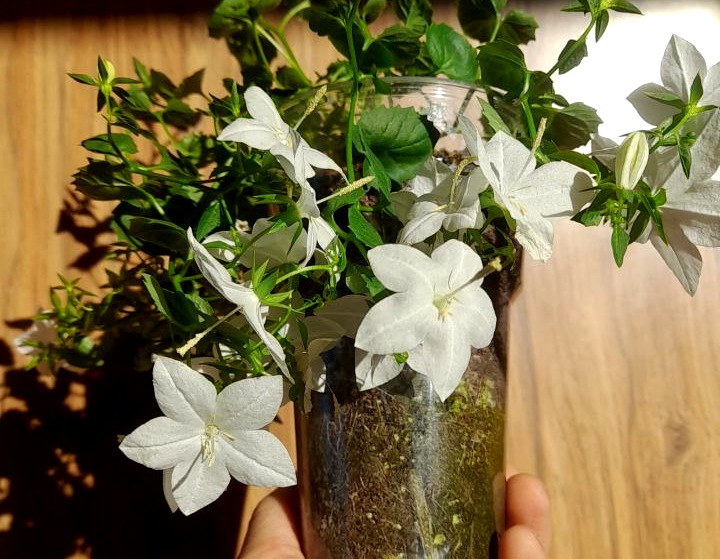 5397590868556377112 (1).jpg 5397590868556377112 (1).jpg