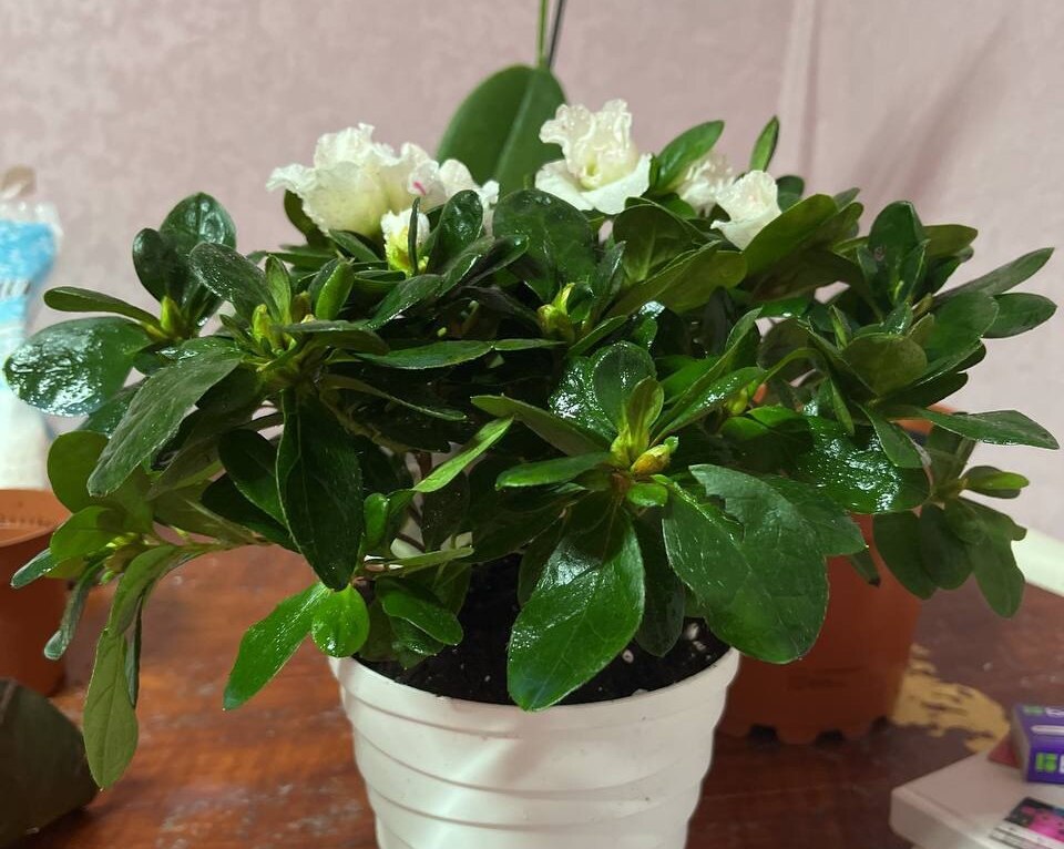 азалия (1).jpg азалия (1).jpg