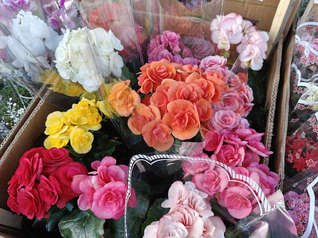 бегония1.jpg бегония1.jpg